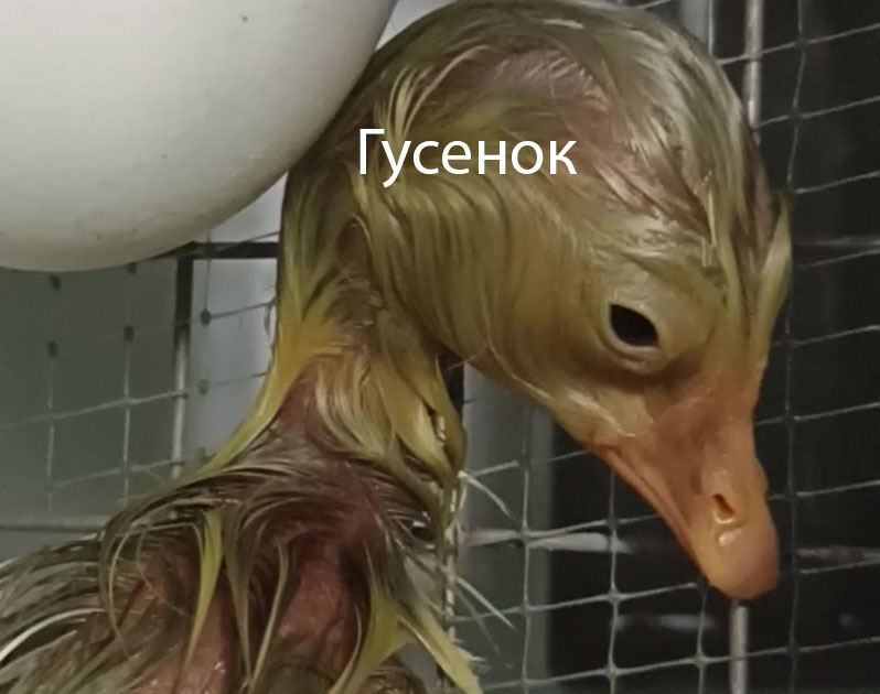 гусенок из яйца в инкубаторе